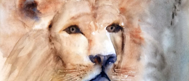 Le lion d'Afrique Le lion d'Afrique