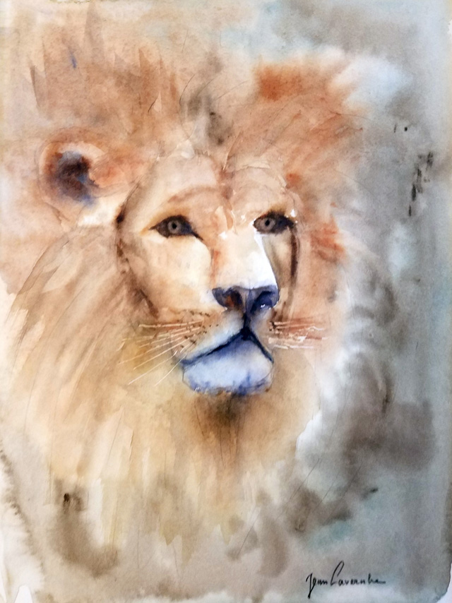 Le lion d'Afrique Le lion d'Afrique